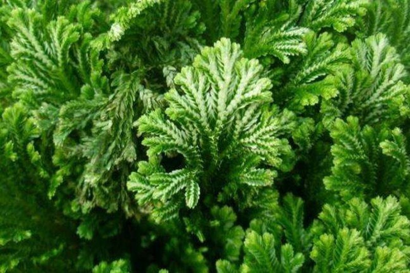 穗花杉双黄酮1020卷柏提取物