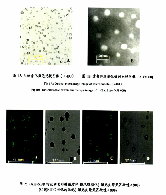 tpgs乳化紫杉醇-peg-plga纳米粒