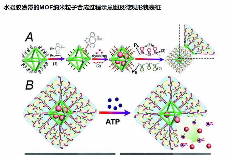 (a)水凝胶涂覆的mof纳米粒子合成过程示意图.