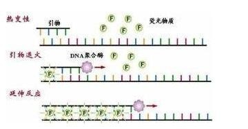 絲狀支原體絲狀亞種型探針法熒光定量PCR試劑盒圖片