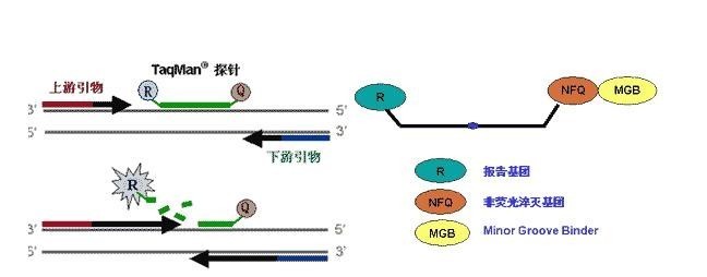 絲狀支原體絲狀亞種型探針法熒光定量PCR試劑盒圖片