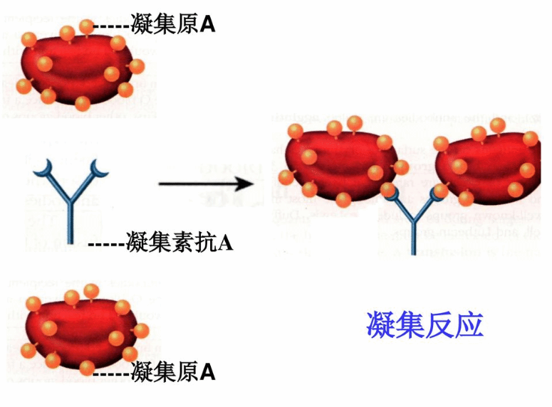 chitinhydrolysate甲壳素水解物甘露糖或葡萄糖结合凝集素糖蛋白洗脱