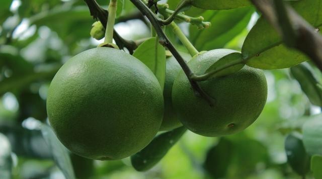 柚子树高产施用硫酸镁肥料作用大 潍坊共创化工有限公司 公司动态