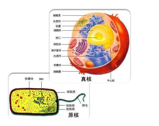 真核细胞构成简述