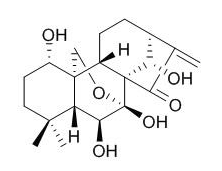 冬凌草甲素 CAS：28957-04-2