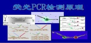 肺炎嗜衣原体探针法荧光定量PCR试剂盒 产品图片