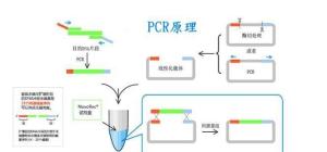 败血梭状芽胞杆菌探针法荧光定量PCR试剂盒 产品图片