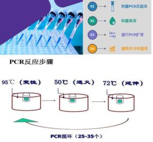 漏斗状带绦虫探针法荧光定量PCR试剂盒 产品图片