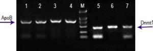 PCR级血液DNA直提试剂盒 产品图片