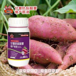 糖醇氨基酸钙甘薯地瓜裂口原因 甘薯专用肥薯帮主 螯合钙肥 红薯裂口