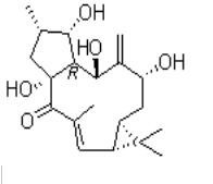 7-羥基千金子二萜醇34208-98-5