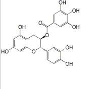 兒茶素沒(méi)食子酸酯130405-40-2