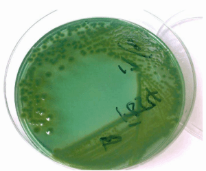 Staphylococcuscarnosussubsp.carnosus说明书 产品图片