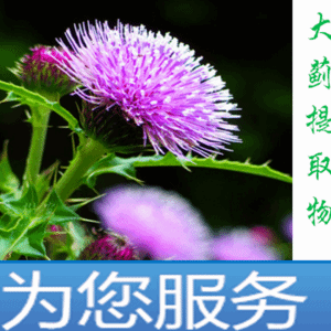 大蓟提取物 比例浓缩多规格 斯诺特生物可定制