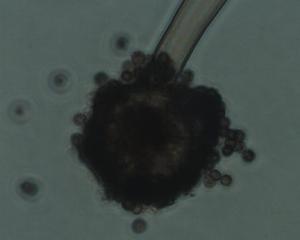 海泥芽胞杆菌 产品图片