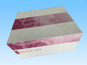 人磷酸化tau—181蛋白ELISA试剂盒