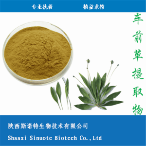 车前草浸膏粉 车前草提取物 水溶性粉 1KG起订