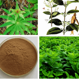 玄参提取物 斯诺特生物三遍水浓缩 一公斤打样