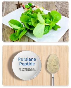 马齿苋蛋白肽