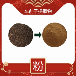 车前子提取物10:1浓缩粉